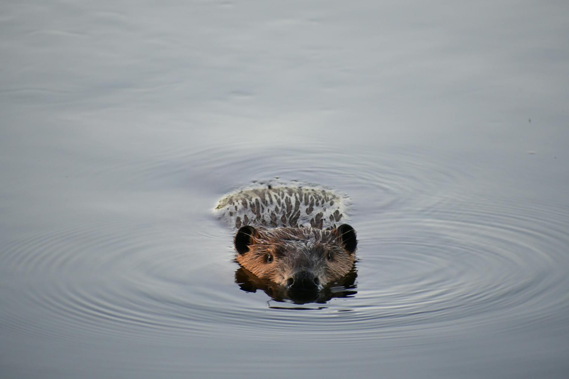 beaver swimming in calm waters at sunset